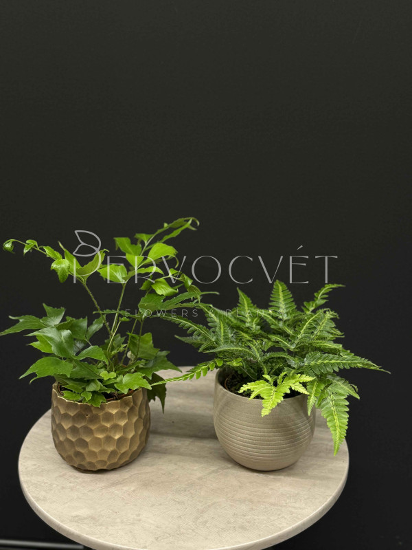 Папоротник Микс 30 см