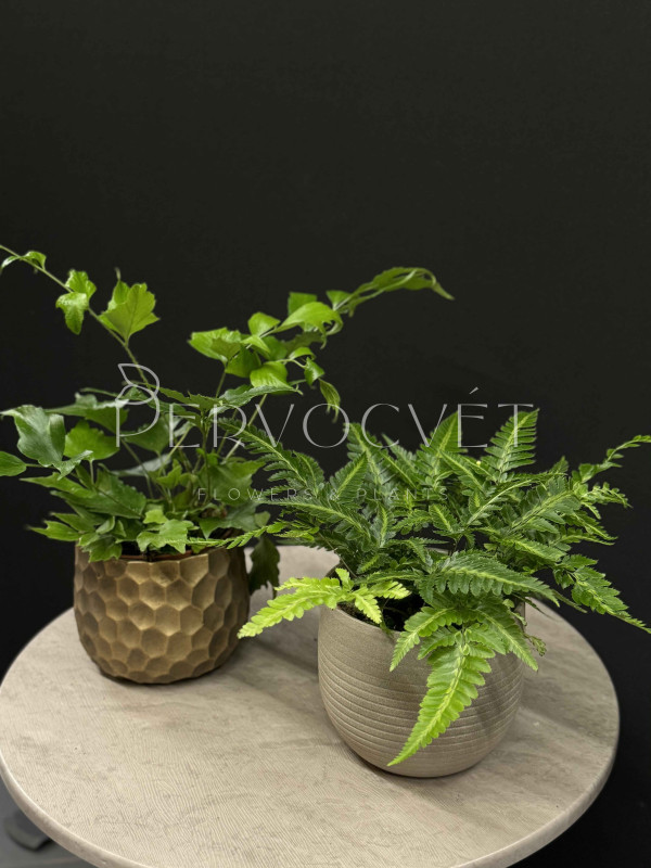 Папоротник Микс 30 см