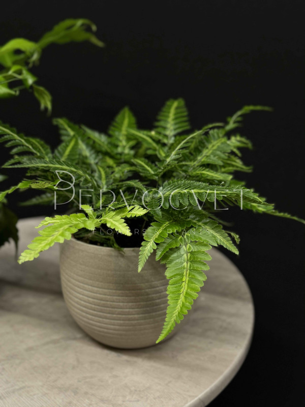 Папоротник Микс 30 см