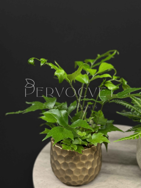 Папоротник Микс 30 см