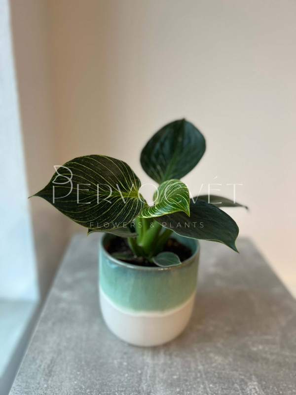 Филодендрон Биркин Вайт Вейв 30 см