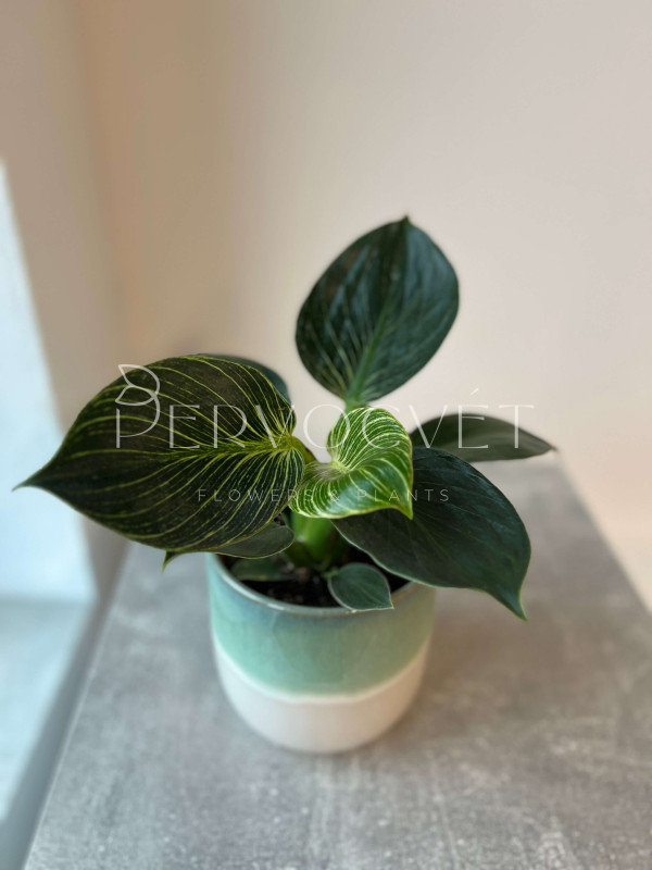 Филодендрон Биркин Вайт Вейв 30 см