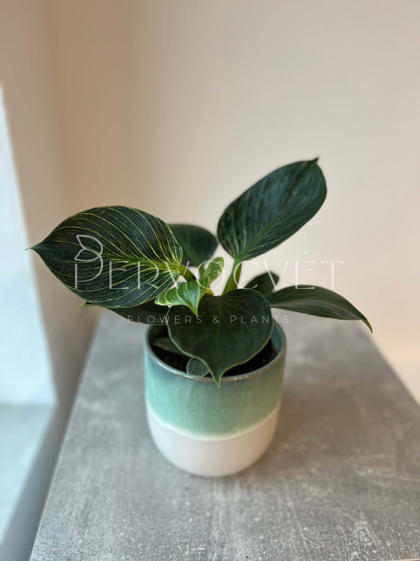 Филодендрон Биркин Вайт Вейв 30 см