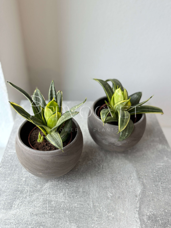 Сансевиерия Ханни 20 см