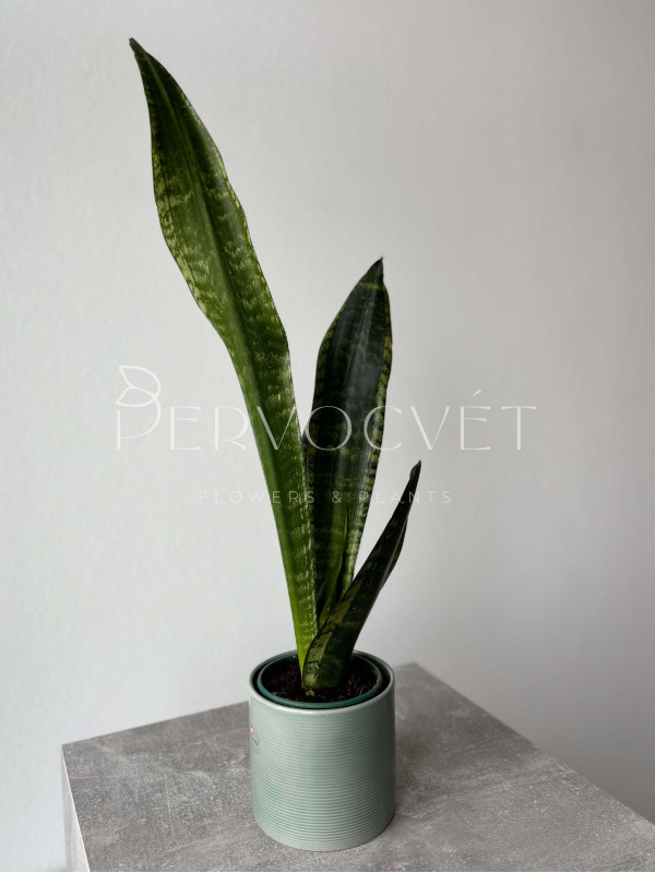 Сансевиерия Зейланика 50 см