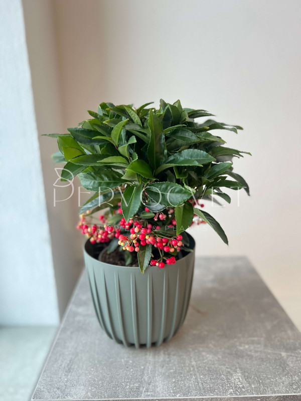 Ардизия Городчатая 40 см