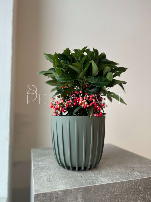 Ардизия Городчатая 40 см