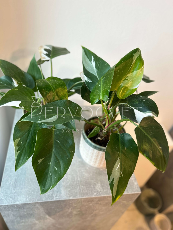 Филодендрон Вайт Принцесс 30 см