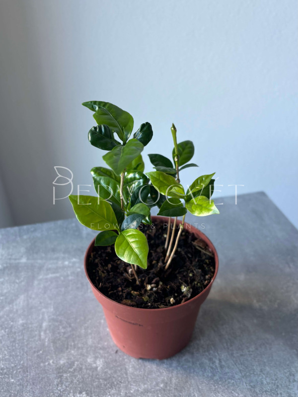 Кофе Арабика 24 см