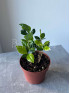 Кофе Арабика 24 см