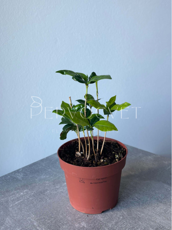 Кофе Арабика 24 см