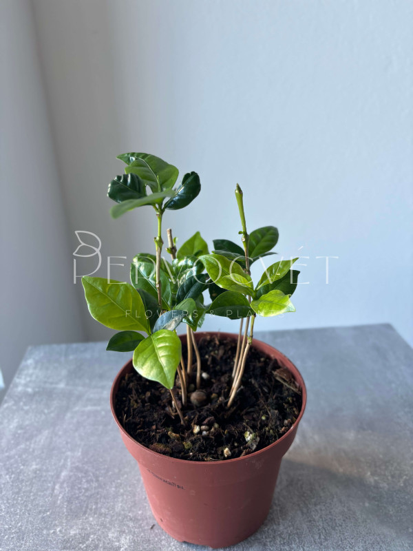 Кофе Арабика 24 см