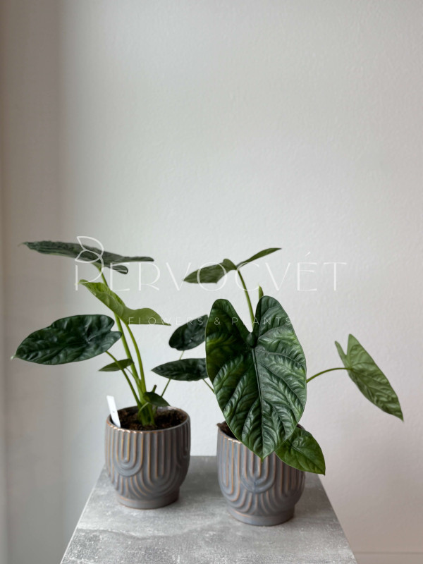 Алоказия Лукиван 55 см