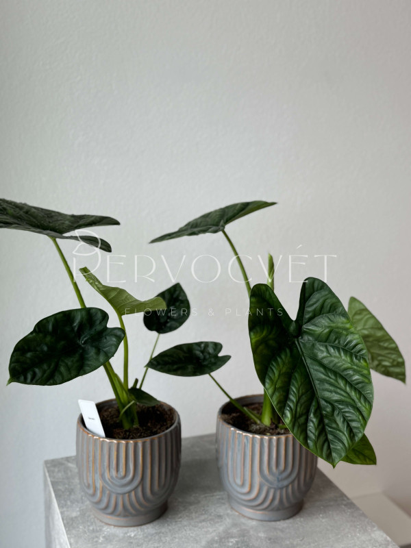 Алоказия Лукиван 55 см