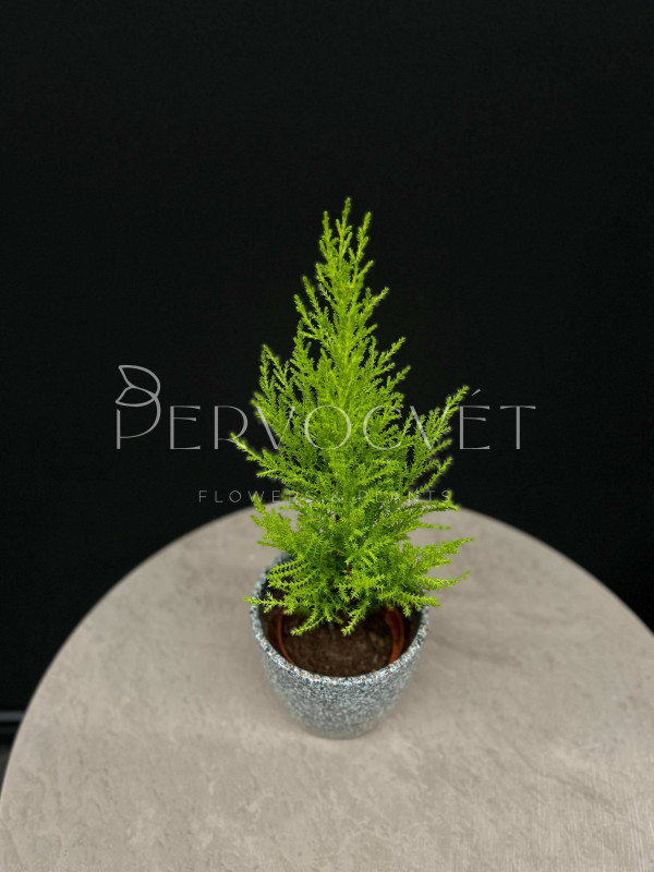 Кипарис Голд Вилма 30 см