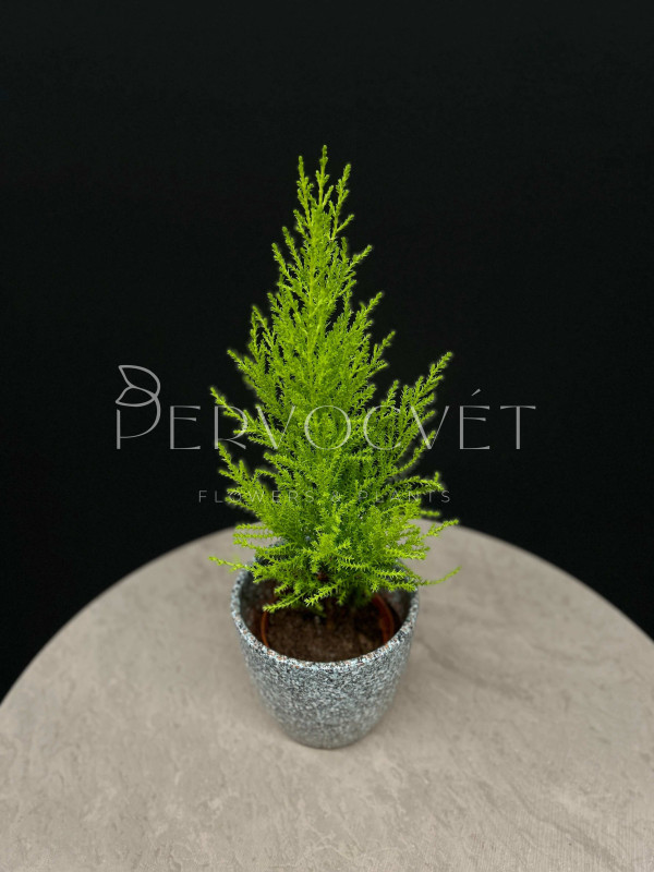 Кипарис Голд Вилма 30 см