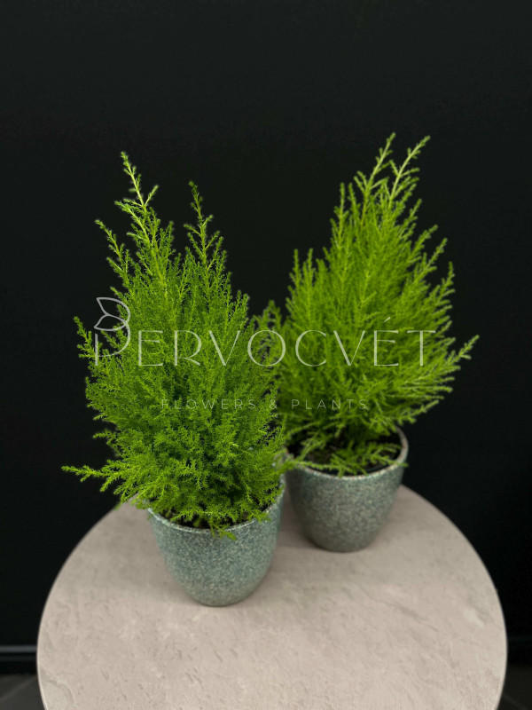 Кипарис Голд Вилма 40 см