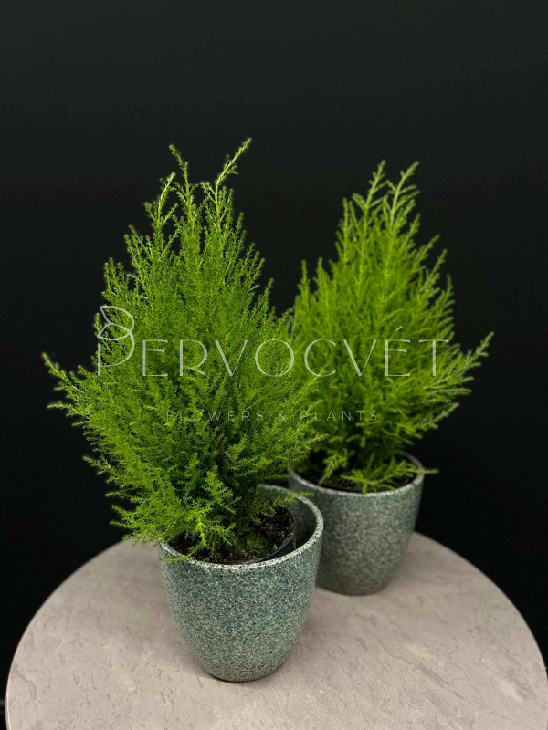 Кипарис Голд Вилма 40 см