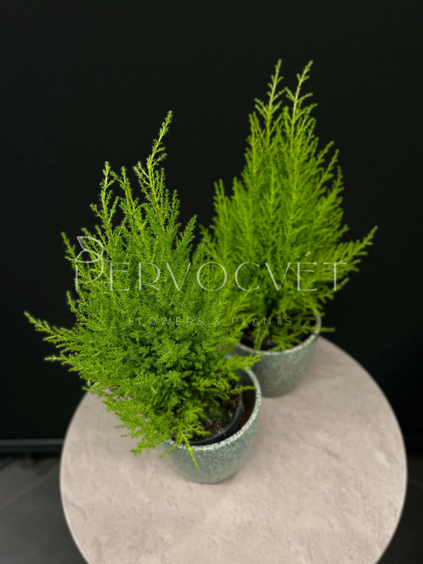 Кипарис Голд Вилма 40 см