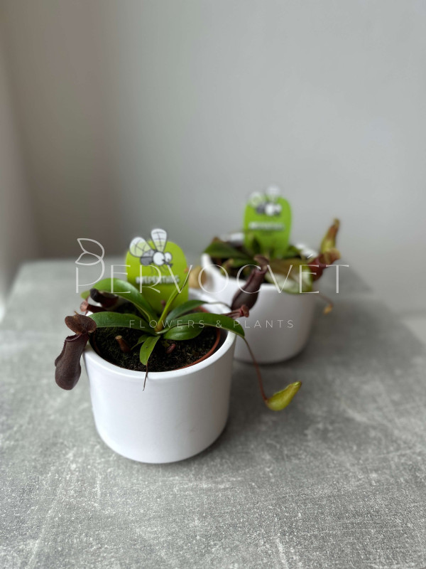 Непентес 10 см