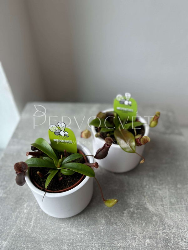 Непентес 10 см