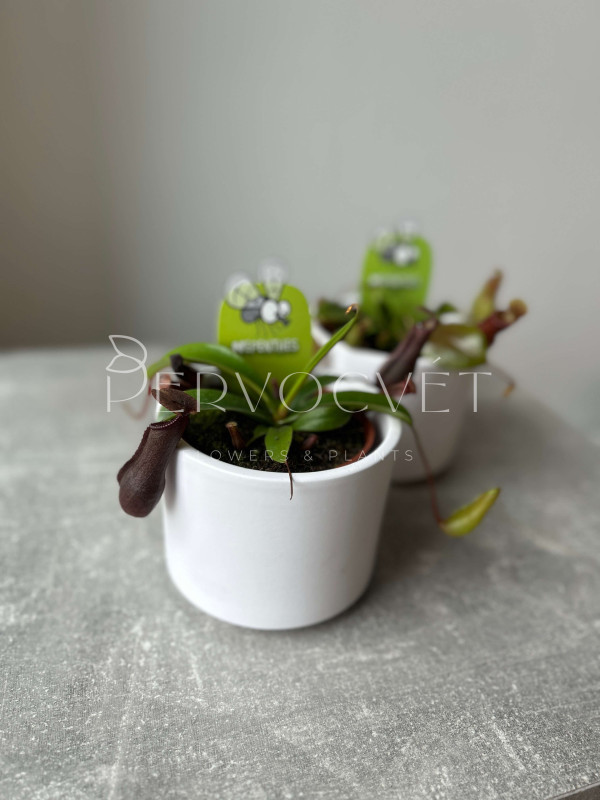 Непентес 10 см