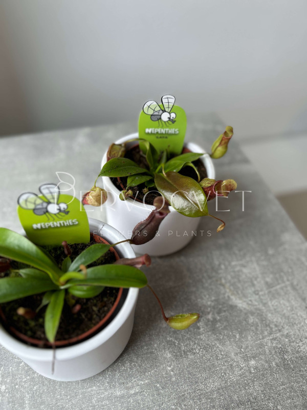 Непентес 10 см