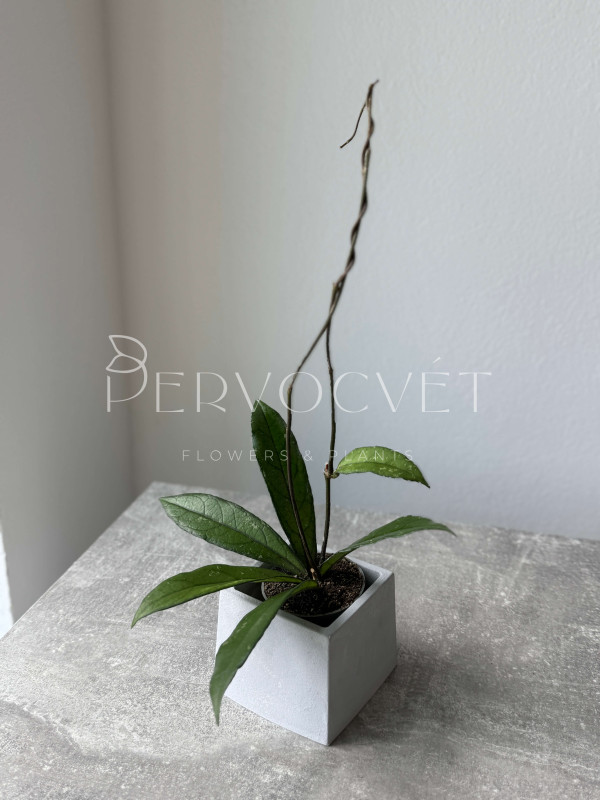 Хойя Крассипетиолата 10 см