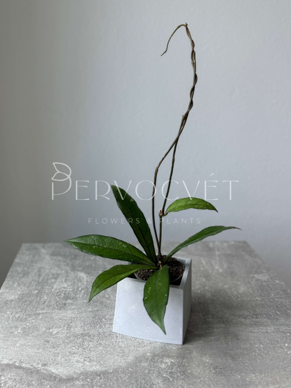 Хойя Крассипетиолата 10 см