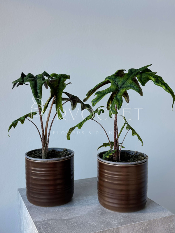 Алоказия Жаклин 40 см