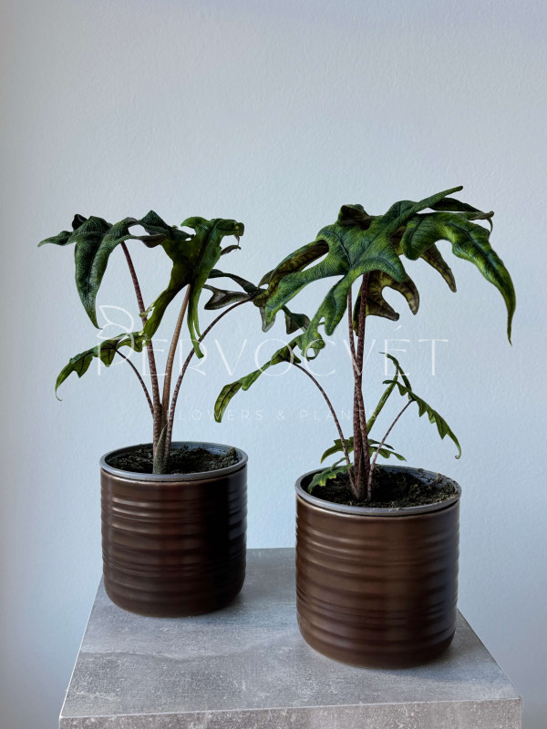 Алоказия Жаклин 40 см