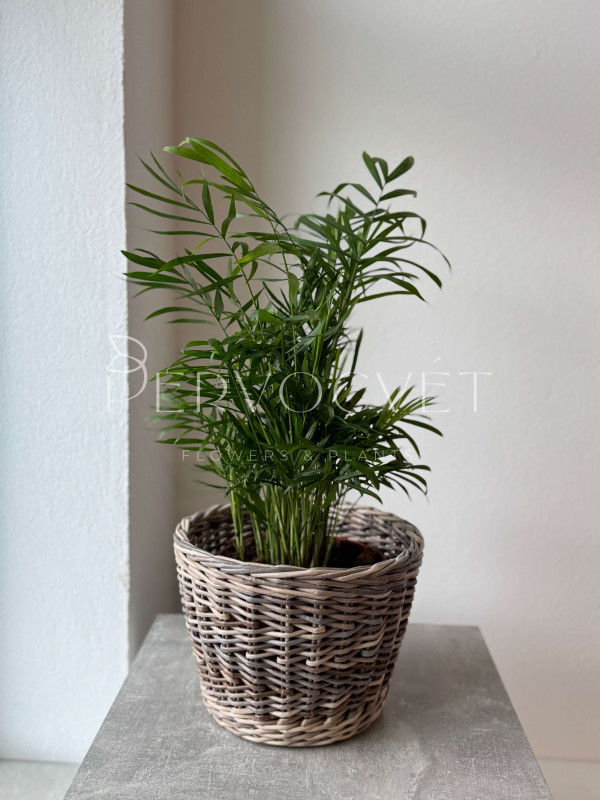 Хамедорея Элеганс (Изящная) 60 см