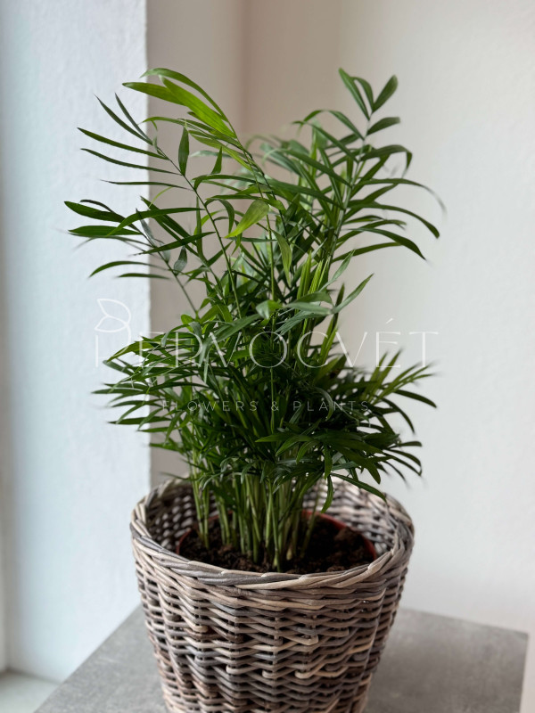 Хамедорея Элеганс (Изящная) 60 см