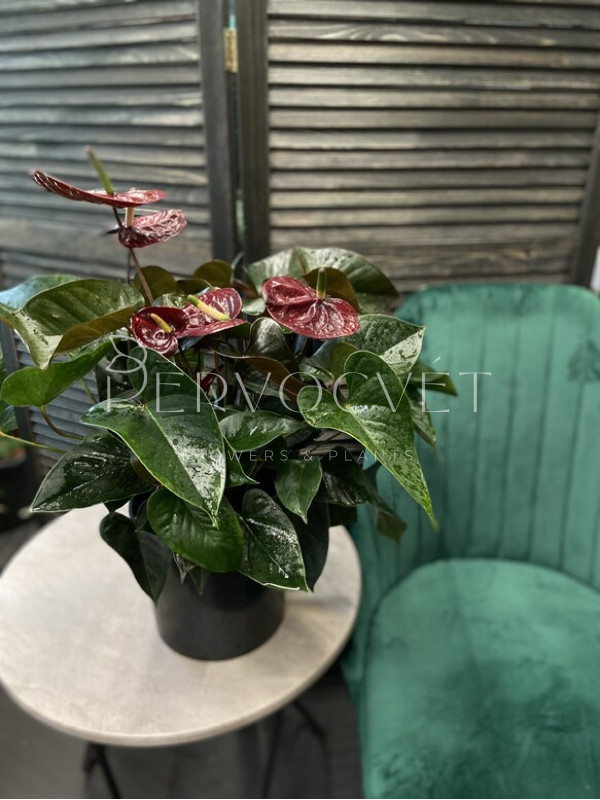 Антуриум Андре Блек Лав 70 см