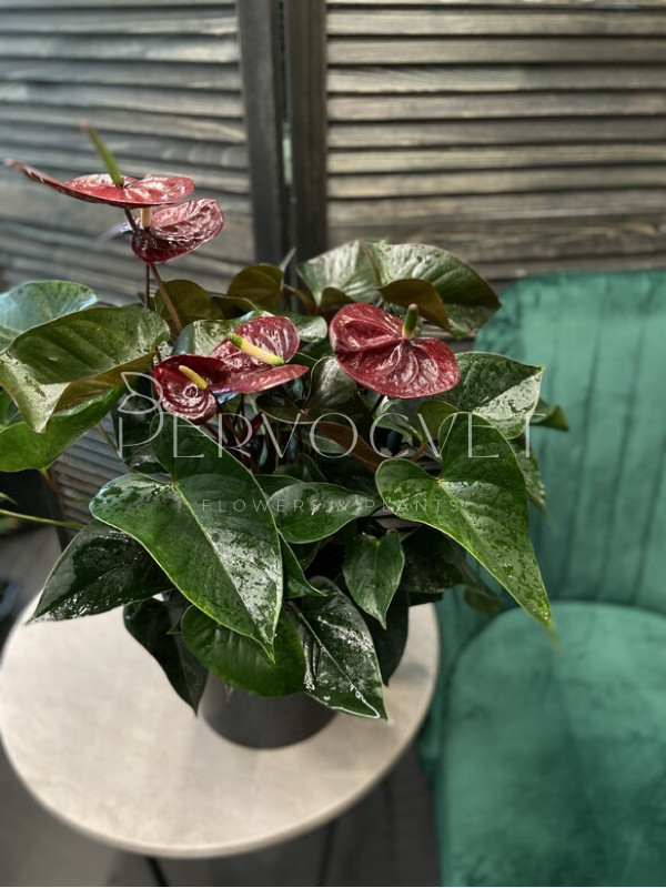 Антуриум Андре Блек Лав 70 см