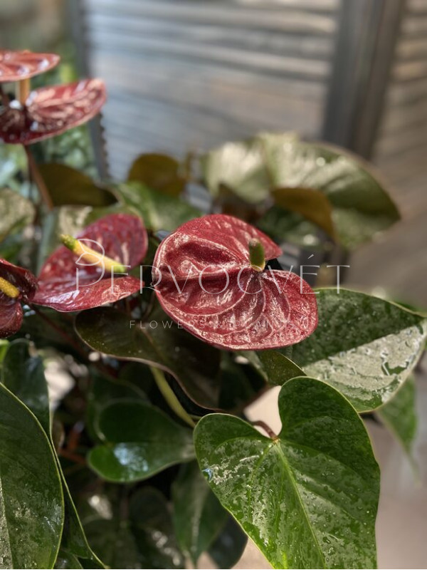 Антуриум Андре Блек Лав 70 см