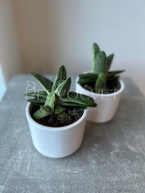 Гастерия Литтл Варти 10 см