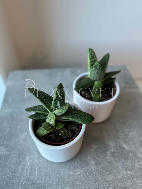 Гастерия Литтл Варти 10 см