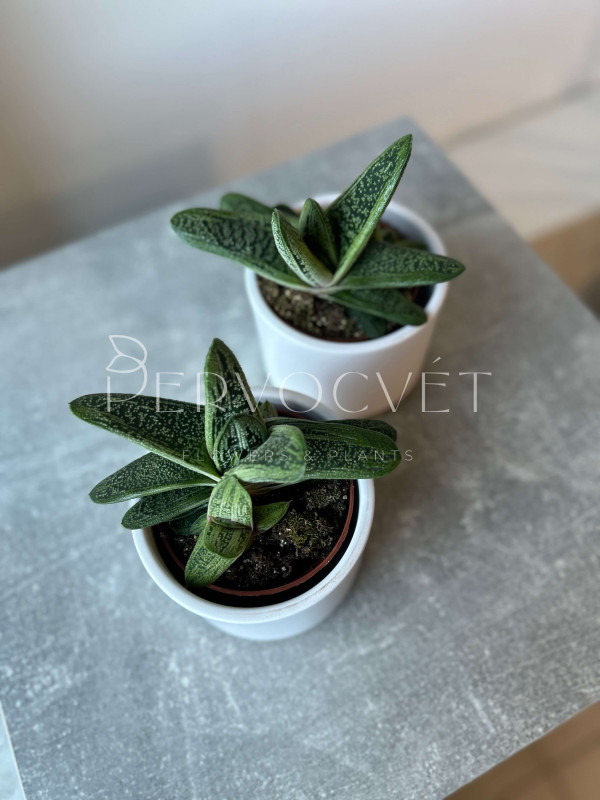 Гастерия Литтл Варти 10 см