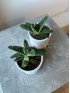 Гастерия Литтл Варти 10 см