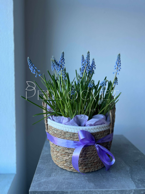 Корзина первоцветов #3 мускари