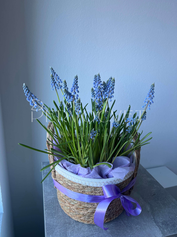 Корзина первоцветов #3 мускари