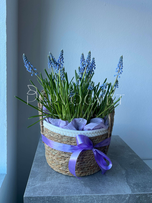 Корзина первоцветов #3 мускари