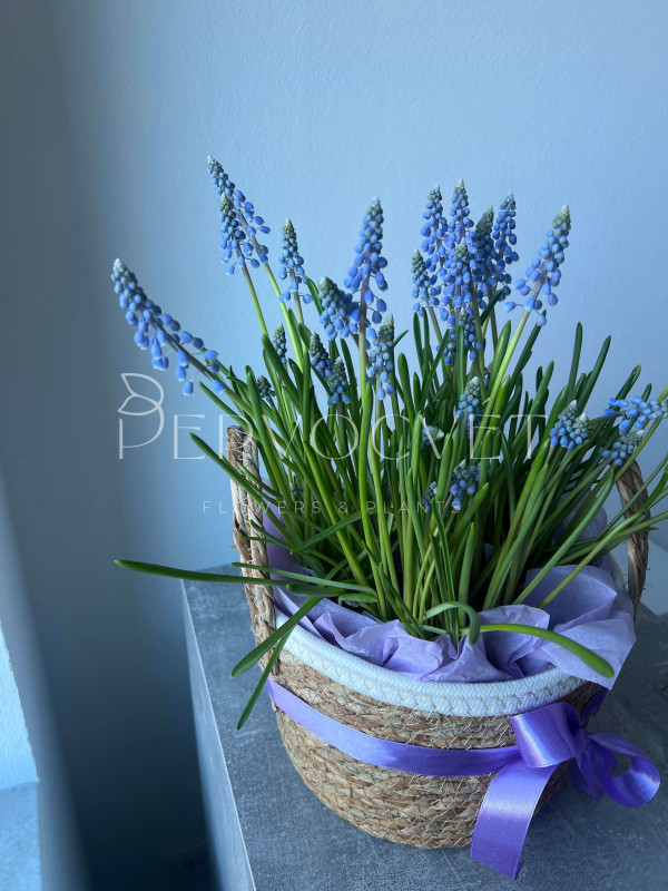 Корзина первоцветов #3 мускари