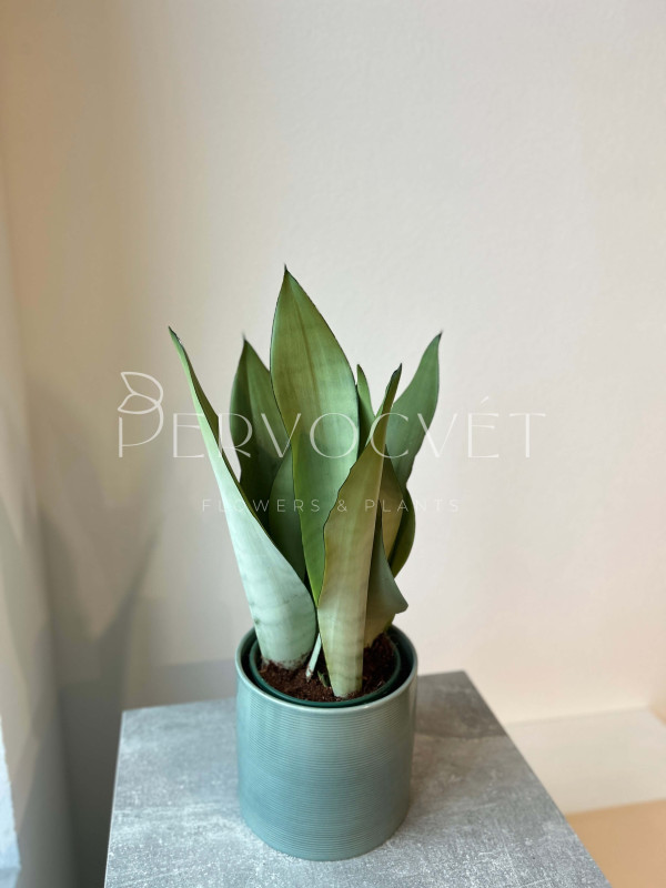Сансевиерия Муншайн 50 см