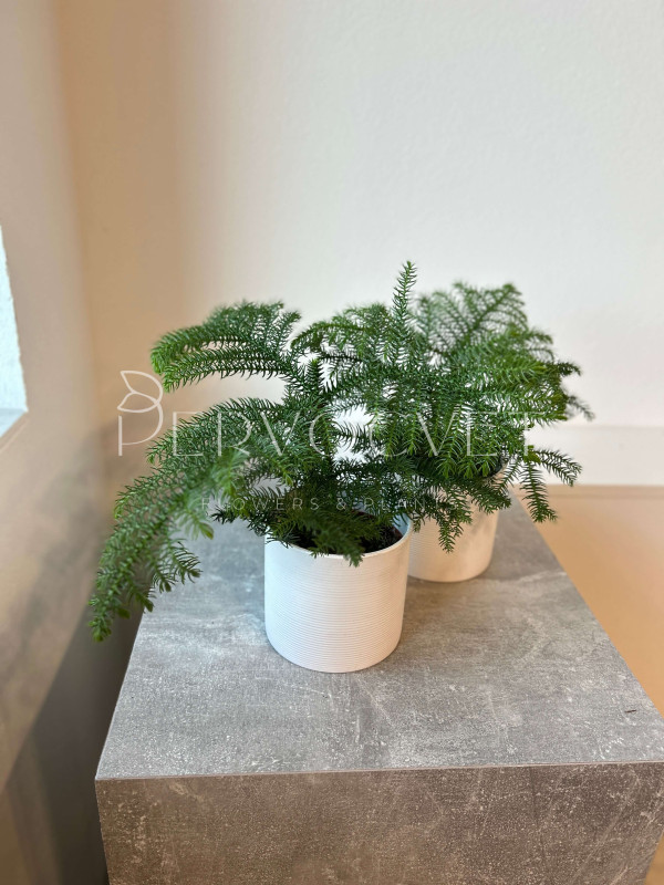 Араукария (Комнатная Ель) 20 см