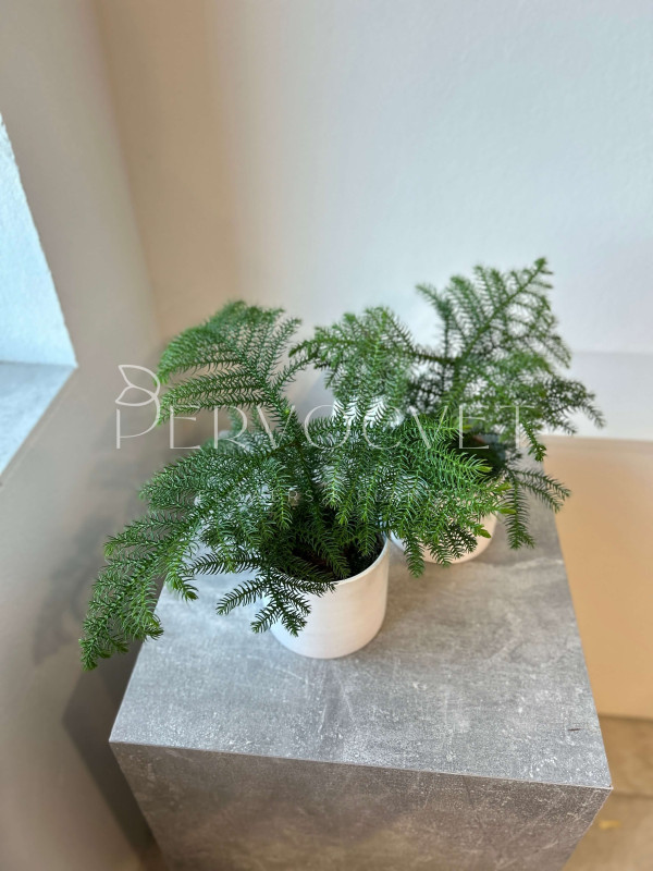 Араукария (Комнатная Ель) 20 см