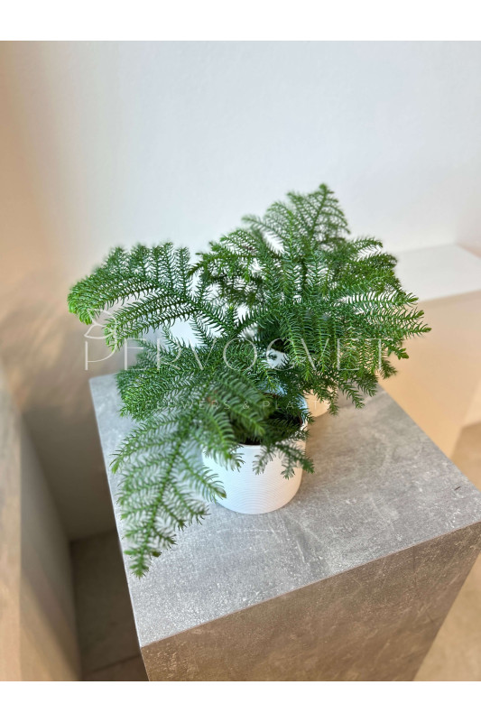 Араукария (Комнатная Ель) 20 см