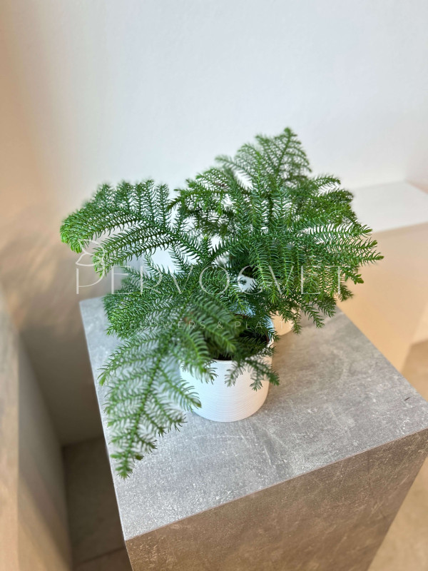 Араукария (Комнатная Ель) 20 см