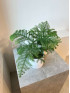 Араукария (Комнатная Ель) 20 см